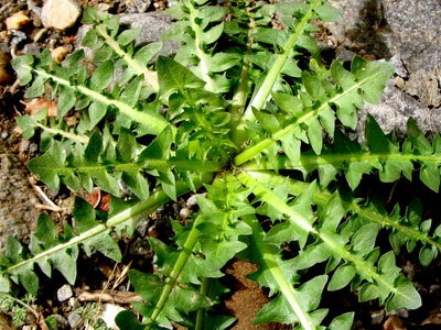 wild-greens-2