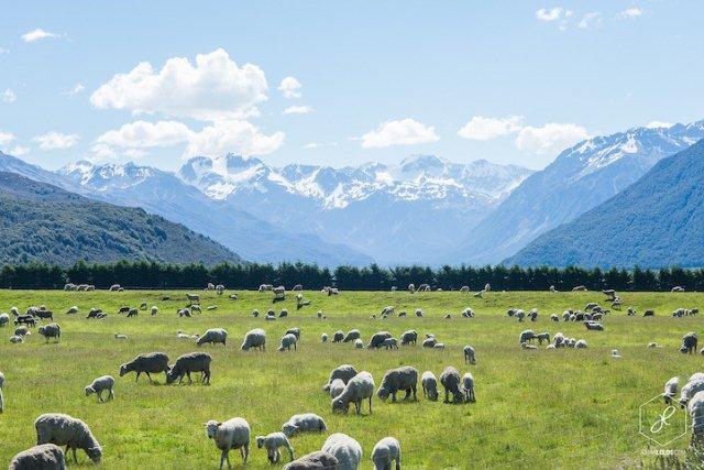 new-zealand-3