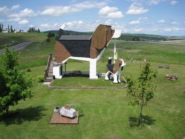 dog3