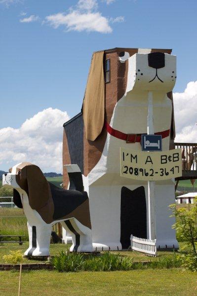 dog6