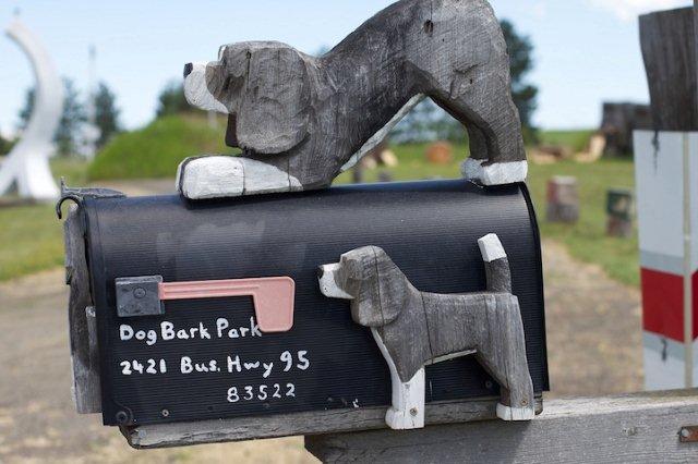 dog8