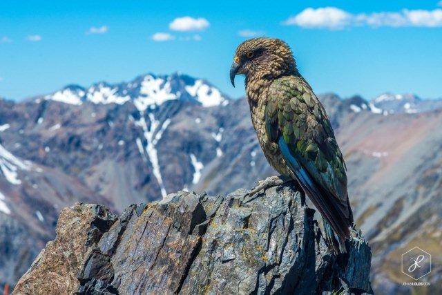 new-zealand-20
