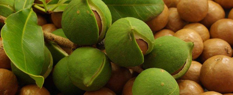 nuts-8