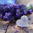lavender-1