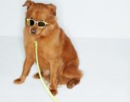 dogs-spring-Accessories-2014-1