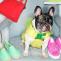 dogs-spring-Accessories-2014-3