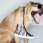 dogs-spring-Accessories-2014-5