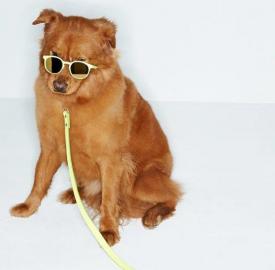 dogs-spring-Accessories-2014-1