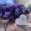 lavender-1
